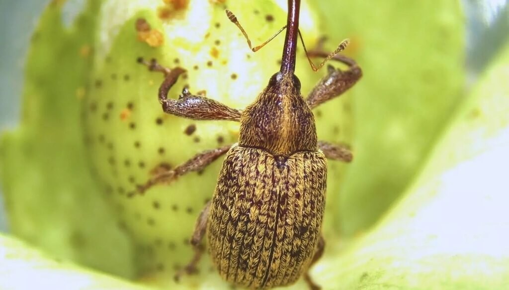 Picudo algodonero: un estudio del INTA y el Conicet halló una pista para mejorar su control