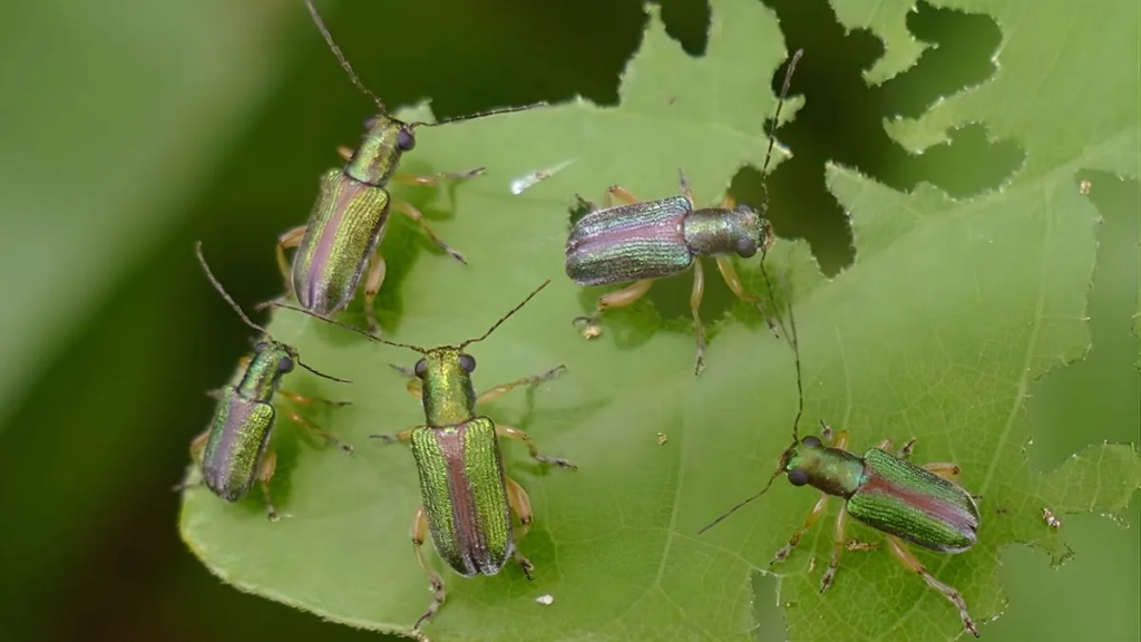 Presencia de vaquita defoliadora en Santa Fe: recomendaciones para la siembra de soja