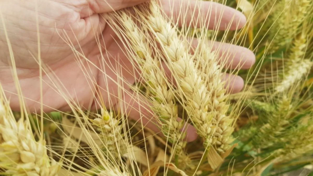 Cosecha récord de trigo en Argentina: la contracara es la fuerte caída en la calidad