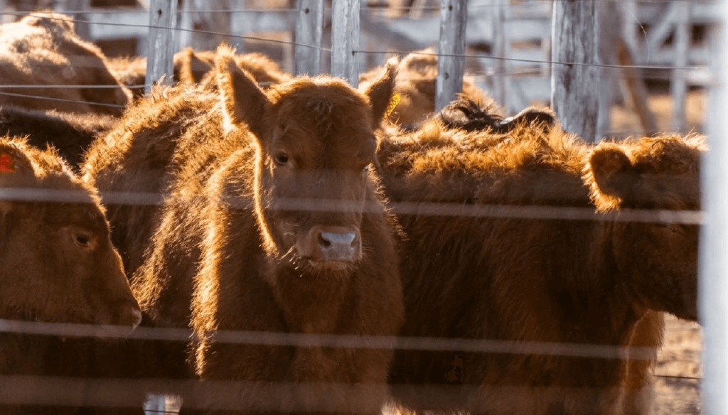 Más de U$S 1.000 millones: los créditos al sector ganadero confirman el buen momento de la actividad
