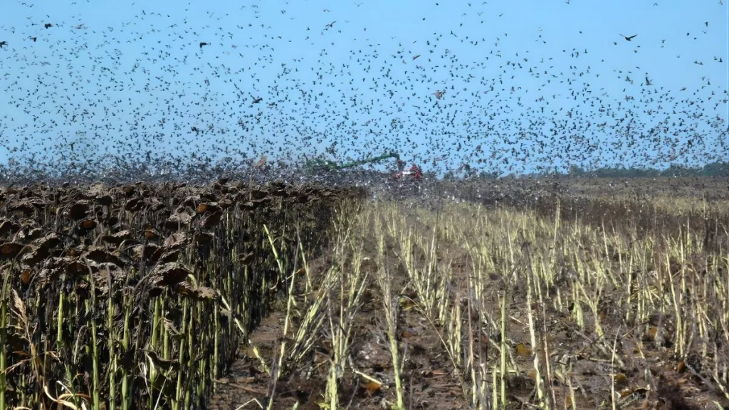 Avance de palomas y cotorras en girasol: productores reclaman la declaración de plaga en Santa Fe para poder controlarlas