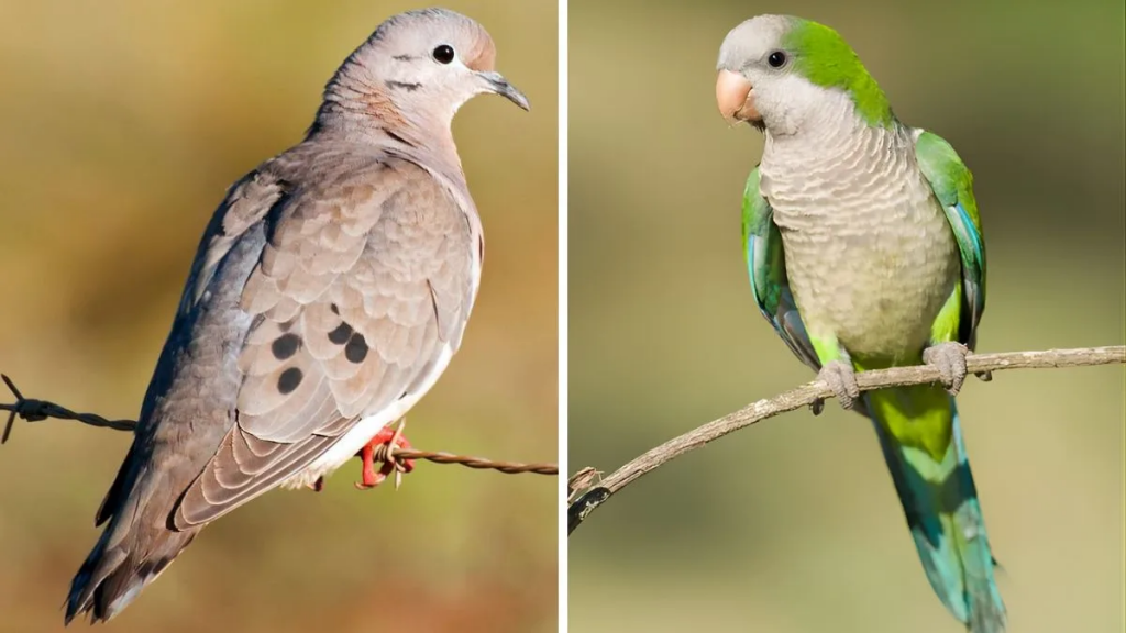 Avanza la declaración de plaga para palomas y cotorras en Santa Fe: qué medidas se tomarían