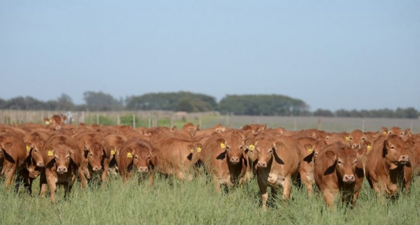 La ganadería ante el nuevo escenario político: ¿un voto de confianza para la retención de vientres?