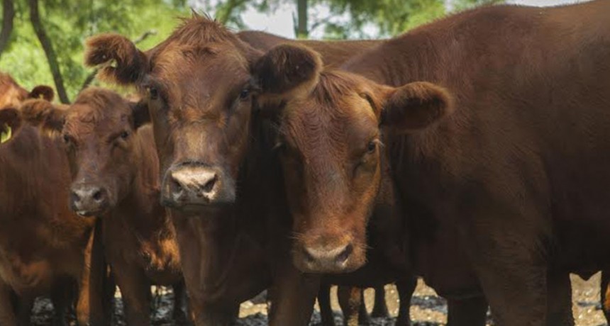 Trazabilidad electrónica bovina: punto por punto, cómo es el sistema que se aplicará desde el 1° de enero