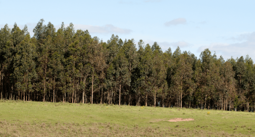 Deforestación: Argentina, Brasil y Paraguay se abroquelan y acusan a Europa de “obligaciones extraterritoriales”