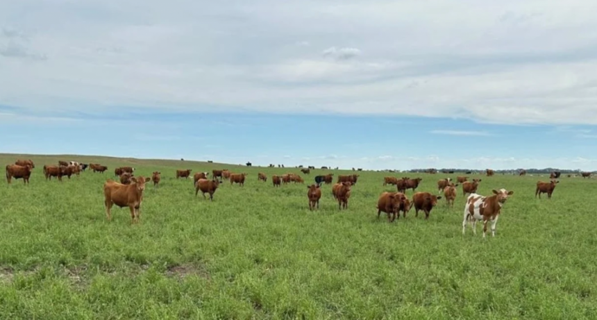 Precios de la hacienda: un nuevo escalón de valores que promete consolidarse en el tiempo