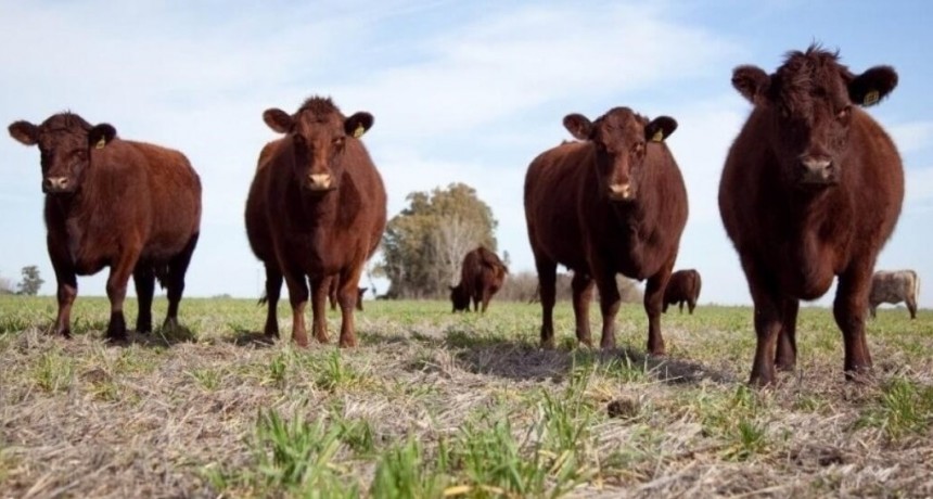 Ganadería con precios en alza: un escenario que promete consolidarse en el tiempo
