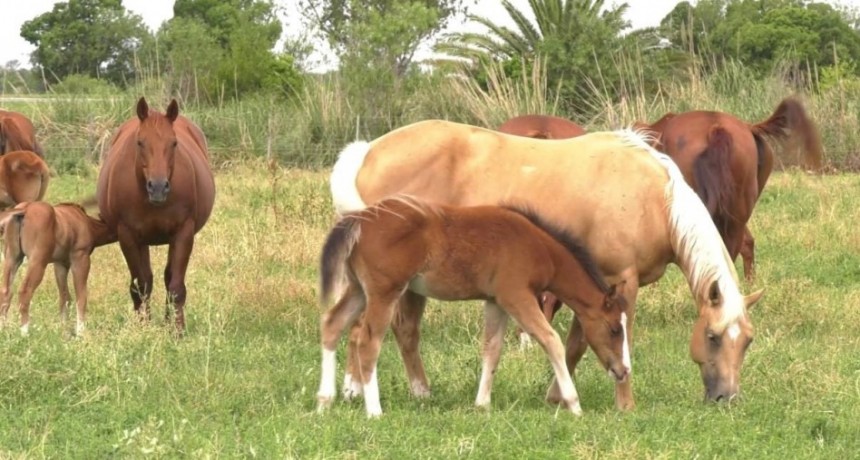 Remate y competencia de caballos Cuarto de Milla en Santa Fe: fechas, inscripción y valores estimados