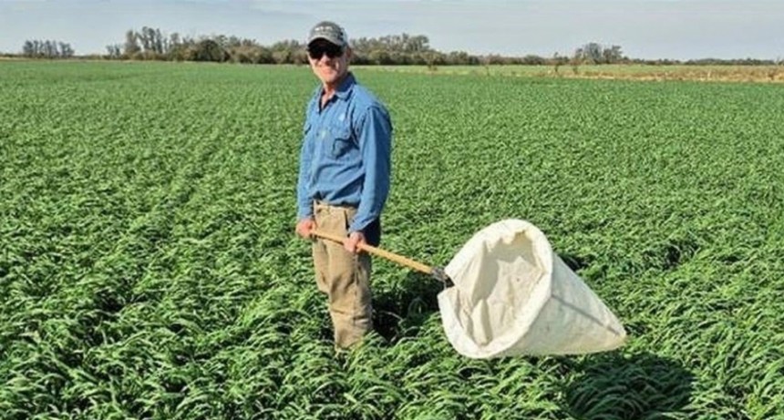 Noviembre llega con un escenario alentador frente a la chicharrita