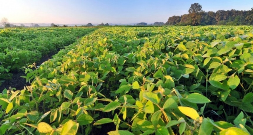 Con el 25% de la soja implantada, el clima ofrece pistas que remiten a 2016