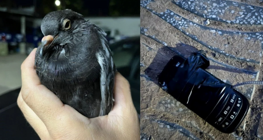 Una paloma “mensajera” con celular fue hallada cerca de la cárcel de Coronda