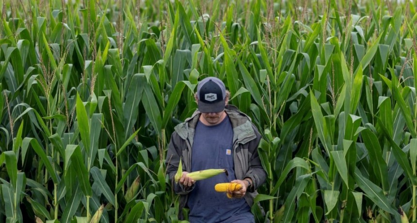 Volatilidad en puerta: fuertes expectativas por el informe del USDA