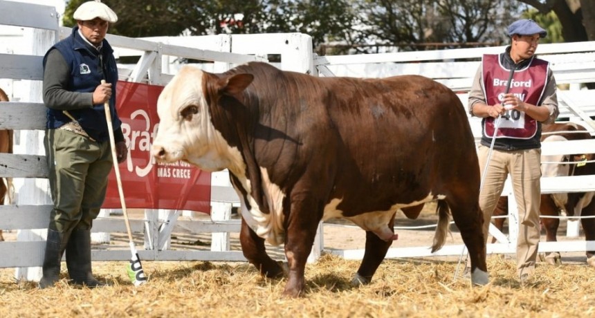 Reconocimiento histórico de la Asociación Braford: San Justo se consolida en el mapa ganadero