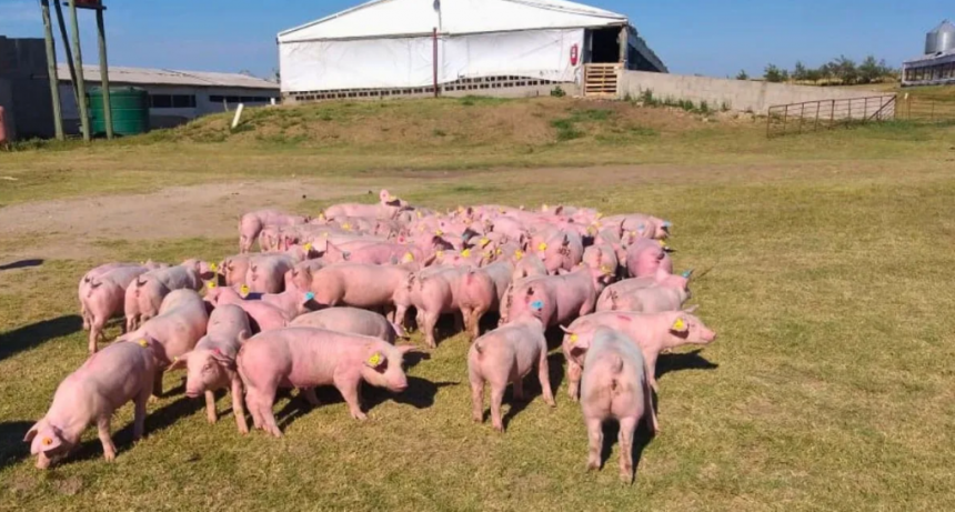 Integración porcina: el modelo entrerriano que transforma granos en carne y llega hasta la góndola