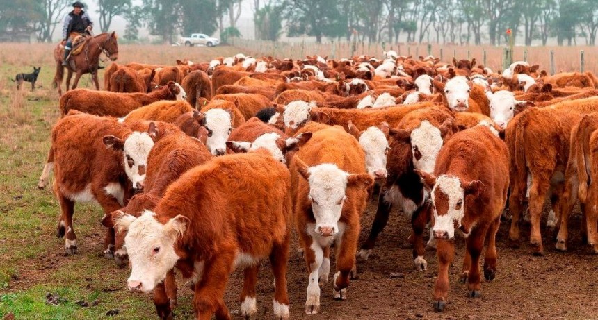 “Boom” sectorial: la ganadería argentina cerrará el año movilizando más de U$S 20.000 millones