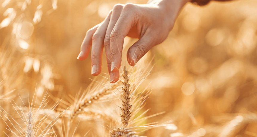 Cosecha grande, margen chico: el trigo que preocupa al productor