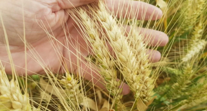 Cosecha récord de trigo en Argentina: la contracara es la fuerte caída en la calidad