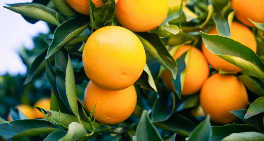 Récord exportador en más de 50 rubros agroindustriales: qué productos lideran las ventas