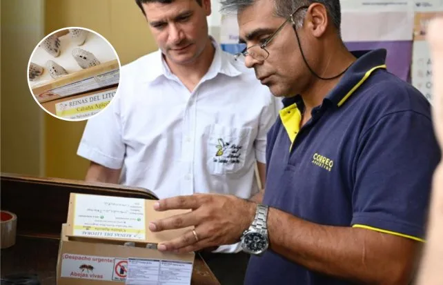 Abejas por correo: se podrá enviar material apícola vivo por Correo Argentino 