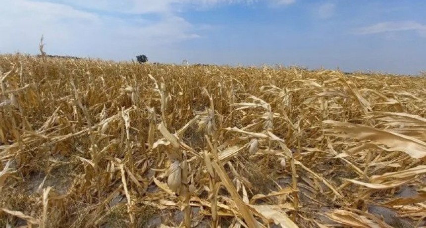 Hasta febrero de 2023 se podr&aacute;n solicitar los certificados de emergencia agropecuaria