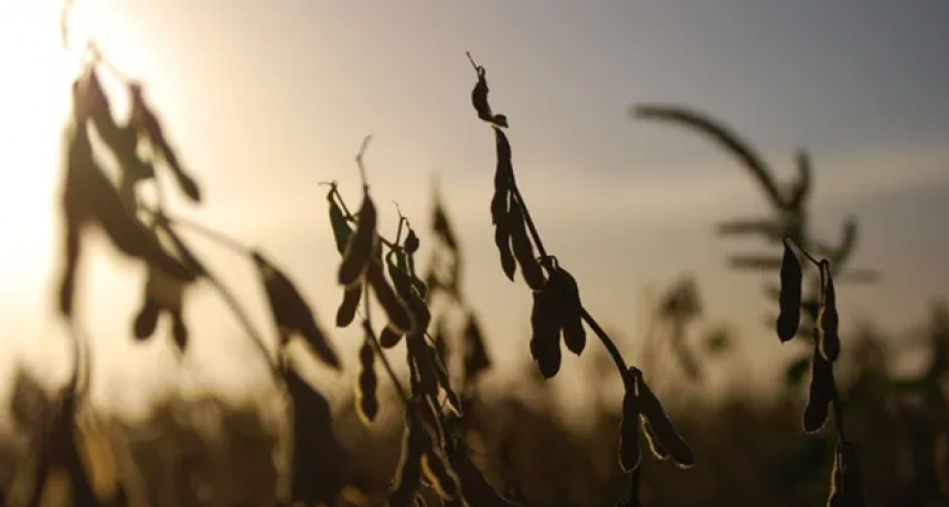 La campa&ntilde;a gruesa se demora y el d&oacute;lar soja II mueve el mercado