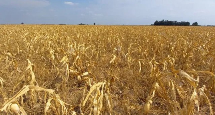 Sequ&iacute;a en Santa Fe: "No s&eacute; si vamos a llegar a un 50% de lo que sembramos todos los a&ntilde;os"