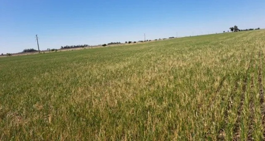 Los n&uacute;meros de la sequ&iacute;a y su impacto en las comunidades argentinas