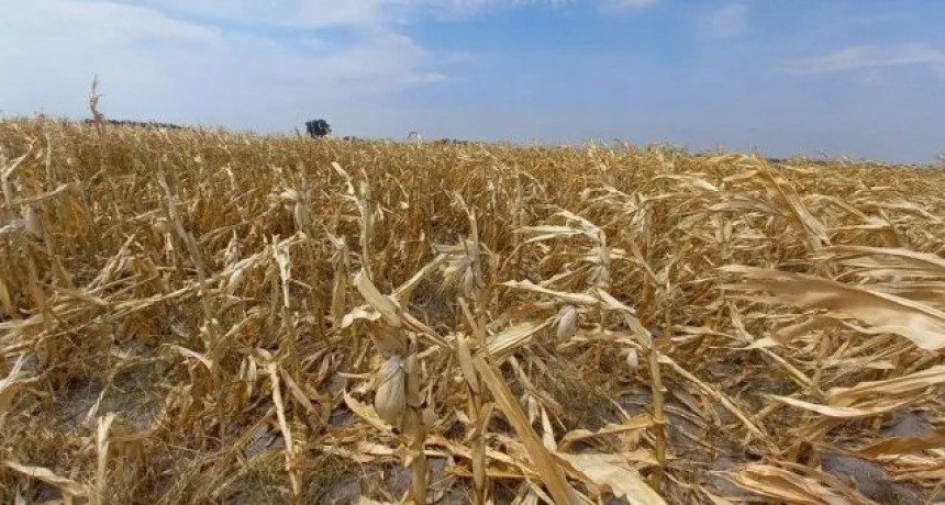 Por la sequ&iacute;a, productores advierten que "los cultivos est&aacute;n en semifinales, si no llueve se van"