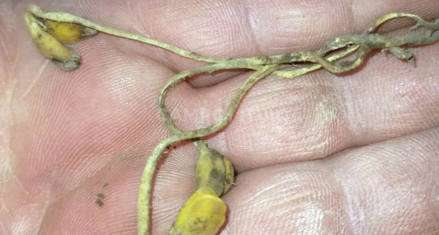 Frenes&iacute; de sembradoras tras las lluvias en el centro norte de Santa Fe 