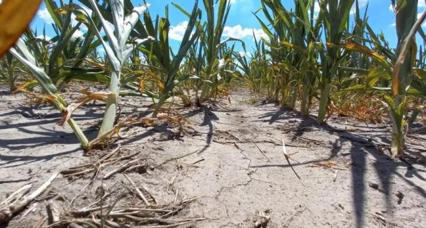 Naci&oacute;n homolog&oacute; la emergencia por sequ&iacute;a: cu&aacute;les son los beneficios para los productores