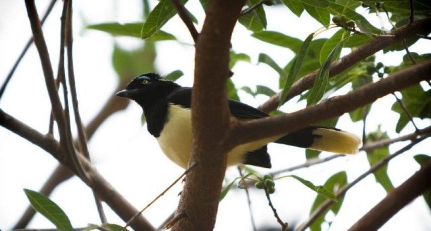 Declaran &ldquo;Alerta Preventivo Sanitario&rdquo; por Influenza Aviar