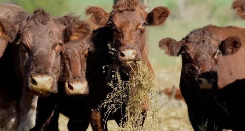 2023 se anticipa como un a&ntilde;o con menor oferta de carne vacuna