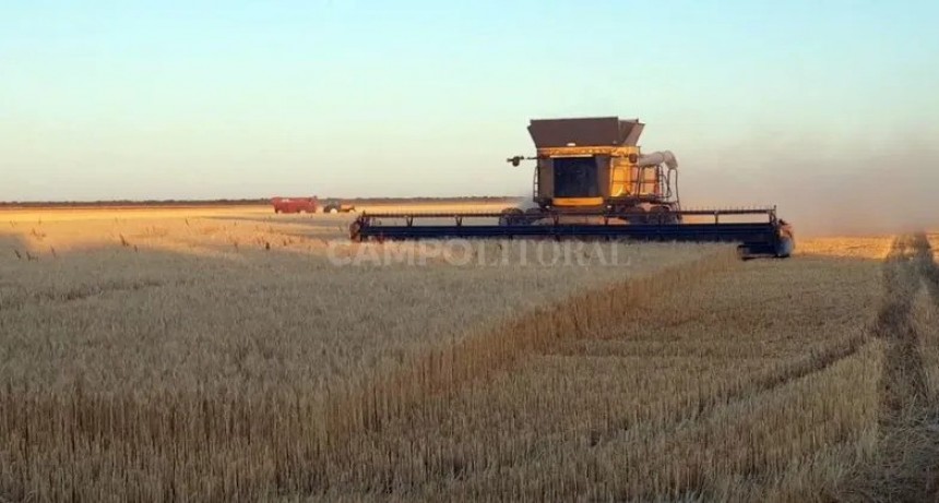  Sequ&iacute;a letal: el trigo rindi&oacute; 43% menos y la cosecha se derrumb&oacute; 53%