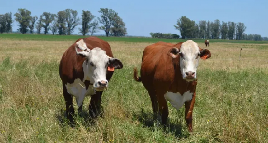 Exportaciones de carne: pese al balance positivo del 2022, preocupa la ca&iacute;da de los &uacute;ltimos meses