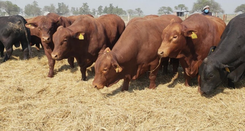 El norte provincial sufre las consecuencias de la sequ&iacute;a: "Hay productores sin agua y hay mortandad de animales"