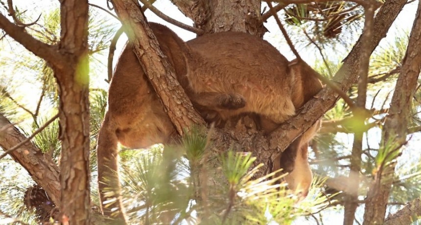El puma que apareció en la costa bajó del árbol y anda suelto por la zona