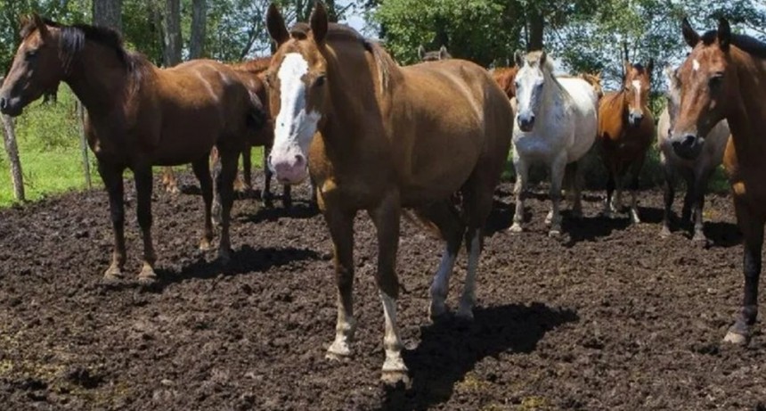 Advierten que la Encefalitis Equina no se contagia de persona a persona y que la mayoría de los infectados no necesitan internarse