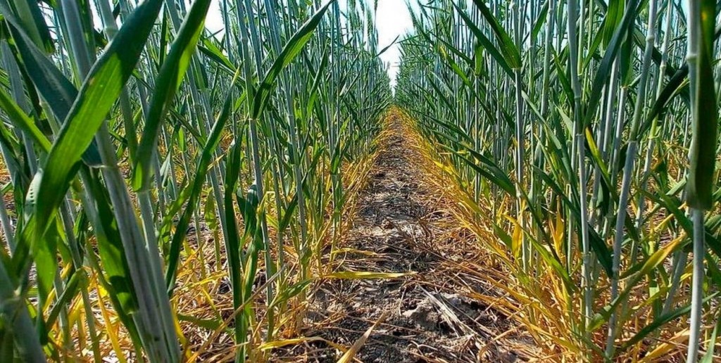 Se acelera la comercialización del trigo con el avance de la cosecha 