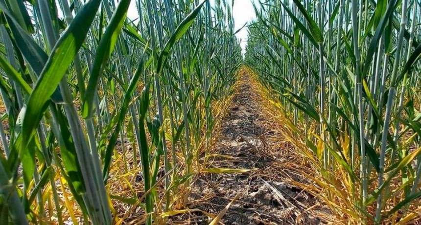 Se acelera la comercialización del trigo con el avance de la cosecha 