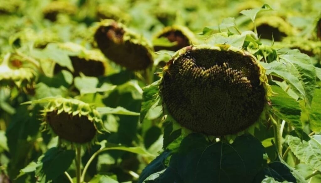 Girasol: la artillería “antiaérea” que propone el INTA para protegerlo de palomas y cotorras