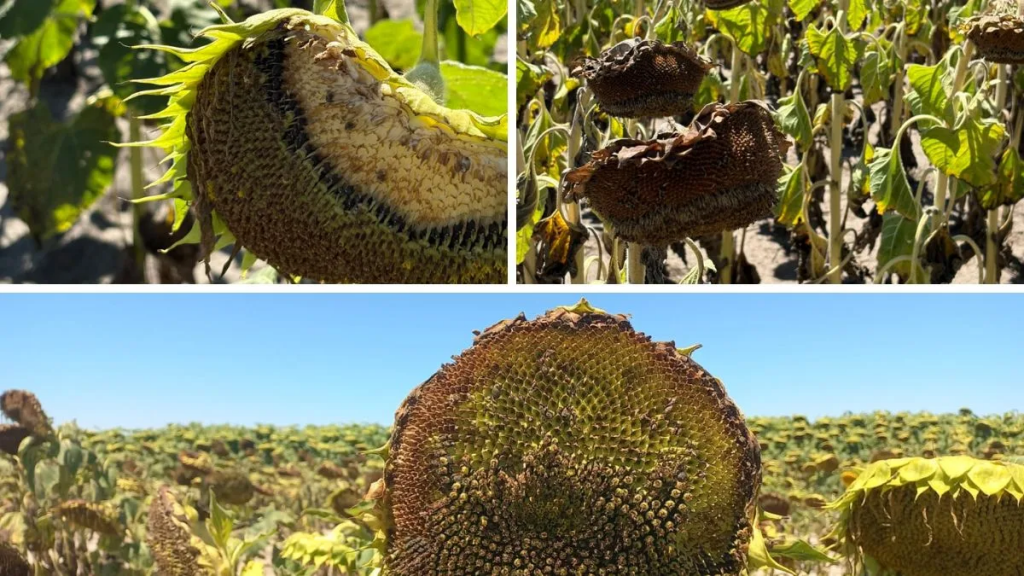 Girasol en riesgo: reunión clave en el norte santafesino por ataques de aves