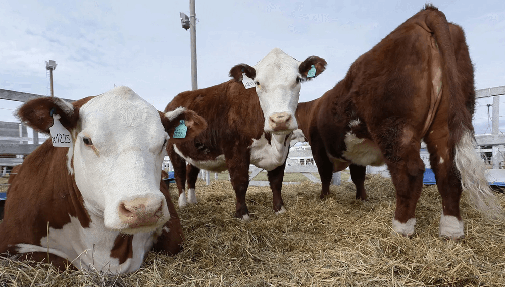 Más presión para los precios de la carne vacuna: la producción se contrae a nivel mundial