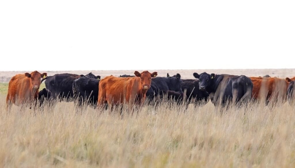 Los productores se suben al “boom” ganadero con más vientres y más kilos