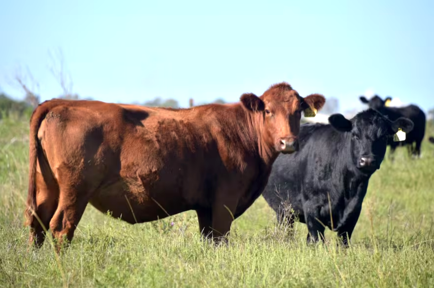 “Mayor cercanía”: renovaron una plataforma que da transparencia a la faena de hacienda