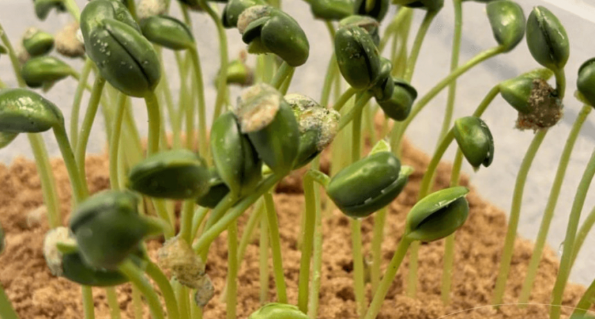 Germina la campaña de soja y hay una buena noticia: análisis de semillas le dan el ok a la calidad