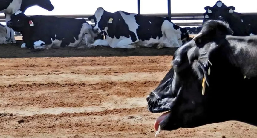 Estrés calórico en bovinos: vienen días críticos para rodeos de carne y leche
