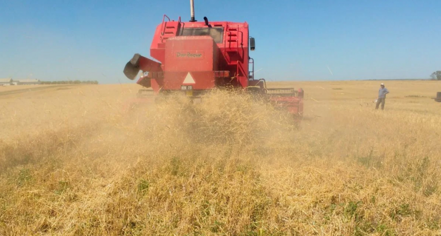 Cosecha r&eacute;cord de trigo: c&oacute;mo manejar el exceso de rastrojo para no afectar la siembra de soja