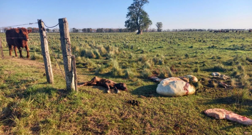 La inseguridad rural vuelve a tensionar la relación entre el agro y el gobierno de Santa Fe