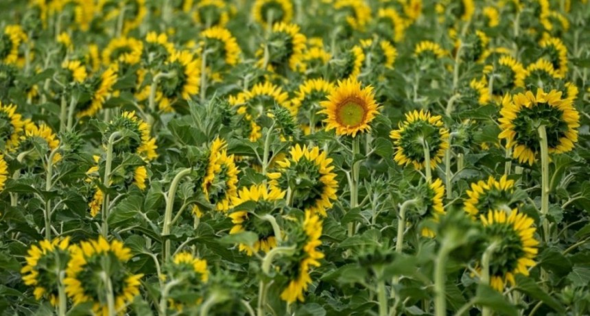 CRA propone una reforma tributaria integral para impulsar la inversión y el crecimiento del campo argentino