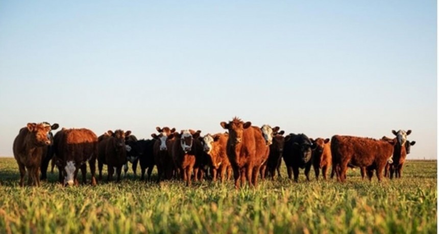 Déficit financiero: los créditos, la pata que falta para sostener el “boom” ganadero